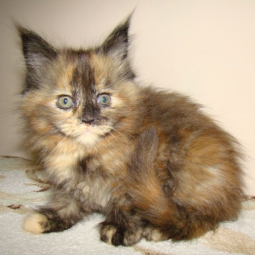 Catsvill County "Diva"