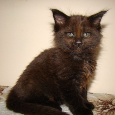 Catsvill County "Erico"