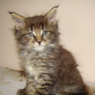 Catsvill County "Ernest"
