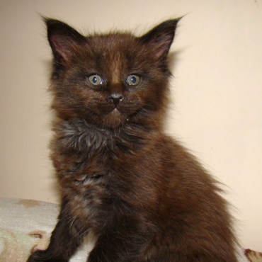 Catsvill County "Ettore"