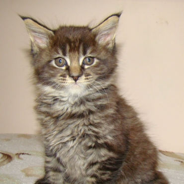 Catsvill County "Elia"