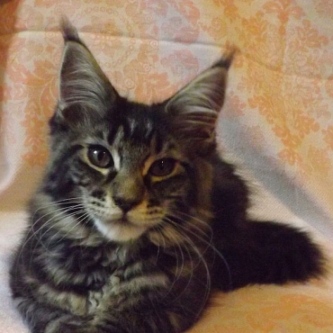 Catsvill County "Elinena"