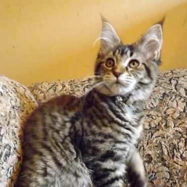 Catsvill County "Eloiza"