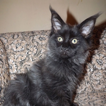 Catsvill County "Enrika"