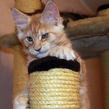 Catsvill County Francis