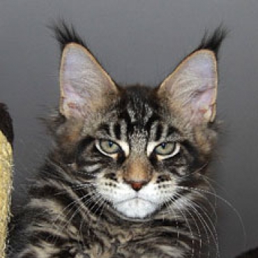 Catsvill County Felix