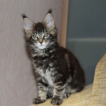 Catsvill County Felicia