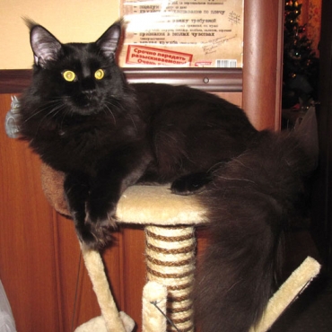 Catsvill County "Lucas"