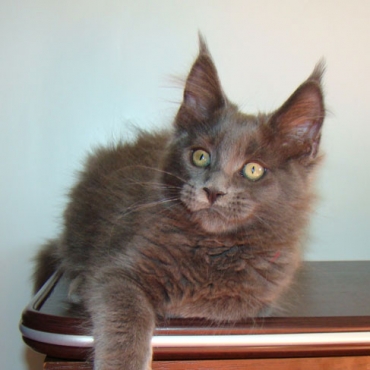 Catsvill County "Nefertiti"