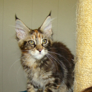 Catsvill County "Nayada"