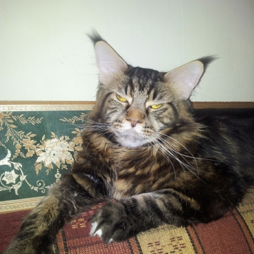 Catsvill County "Ratmir"