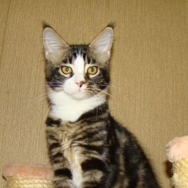 Catsvill County "Qiwi"