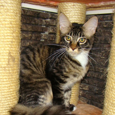 Catsvill County "Quelle"