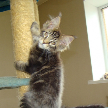 Catsvill County "Shaman"