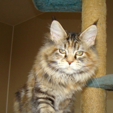 Catsvill County "Sahara"