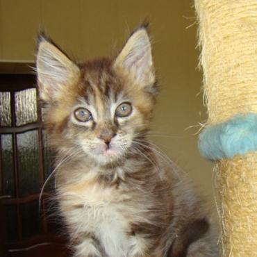 Catsvill County "Sambuca"