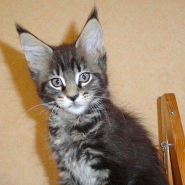 Catsvill County "Xavier"
