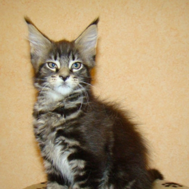 Catsvill County "Xerox"