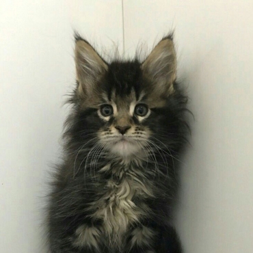 Lion-king