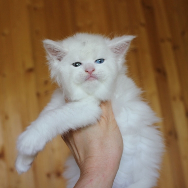 White Wolf