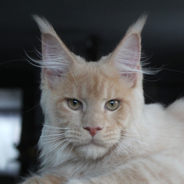 Simba