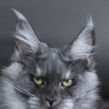 Varvara