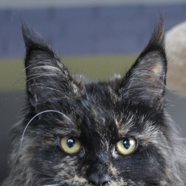 Xo kitty