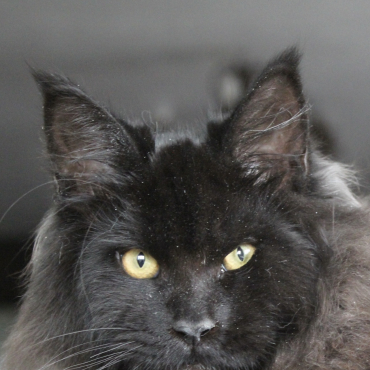 Aksel