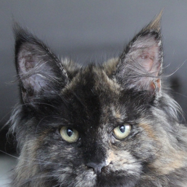 Dina