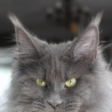 Leonora