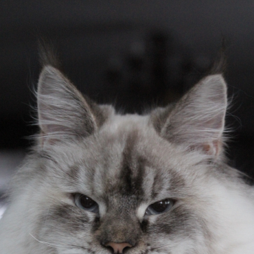 Nala