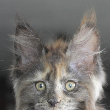 Zena